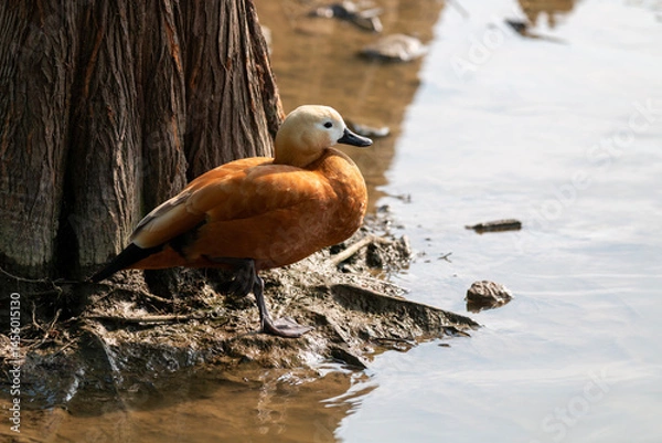 Obraz ruddy shelduck on the mud