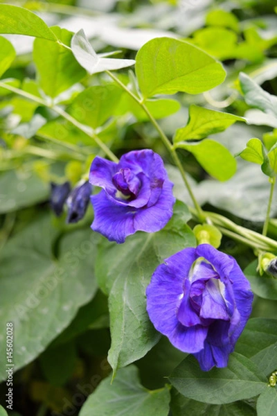 Fototapeta Beautiful Butterfly pea on a tree