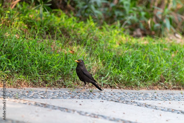Obraz black bird on the grass