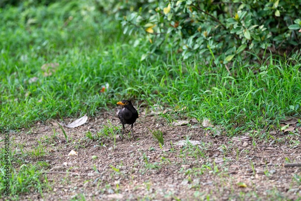 Obraz blackbird on the grass
