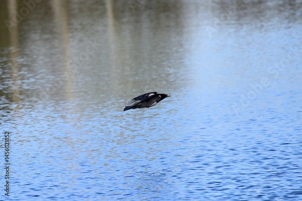 Fototapeta A crow in flight in spring over a forest lake.