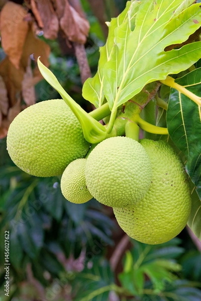 Fototapeta Fruits of the evergreen breadfruit tree, a medium-sized and broad-crowned tree