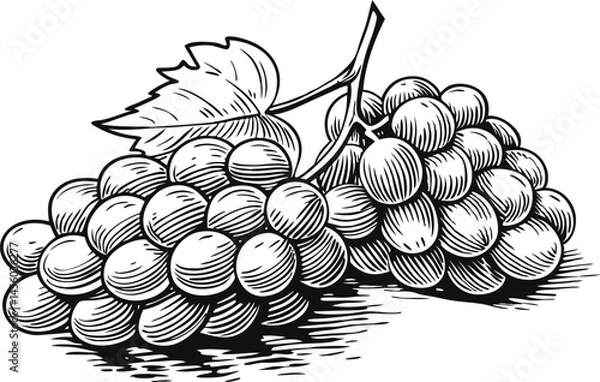 Obraz Grape bunches set collection in sketch engraving style, black and white scratch board imitation vintage illustration bundle

