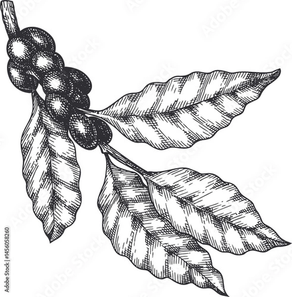 Obraz Coffee Branch Illustration