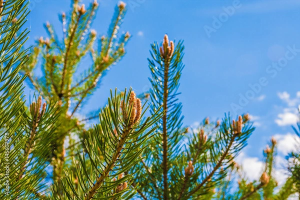 Fototapeta Young pine branches with buds against the blue sky