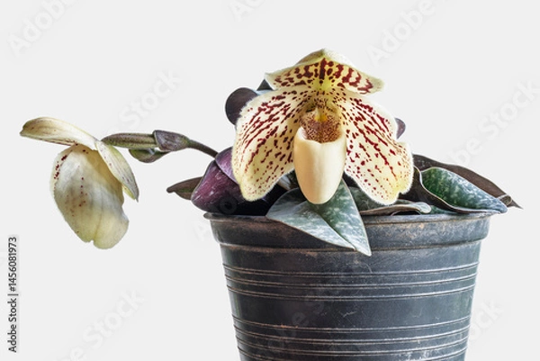 Obraz Closeup view of lady slipper orchid paphiopedilum godefroyae var leucochilum with creamy white and purple red flower isolated on white background