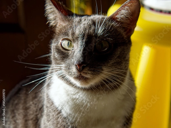 Obraz Young Neva Masquerade cat in the sunshine