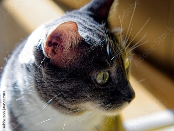 Obraz Young Neva Masquerade cat in the sunshine