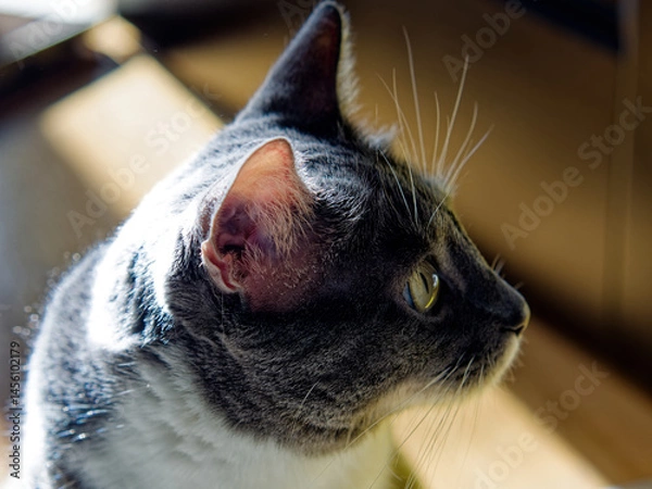 Obraz Young Neva Masquerade cat in the sunshine