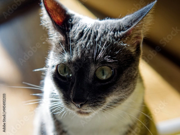 Obraz Young Neva Masquerade cat in the sunshine
