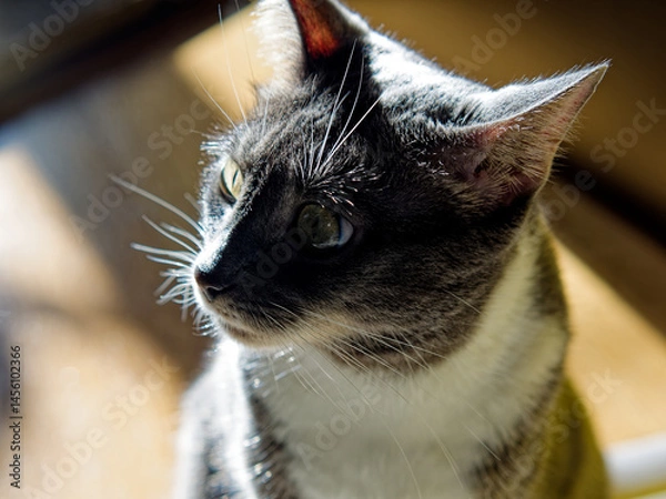 Obraz Young Neva Masquerade cat in the sunshine