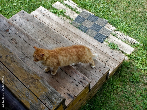 Obraz Ginger village cat came to the porch