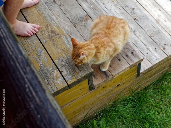 Obraz Ginger village cat came to the porch