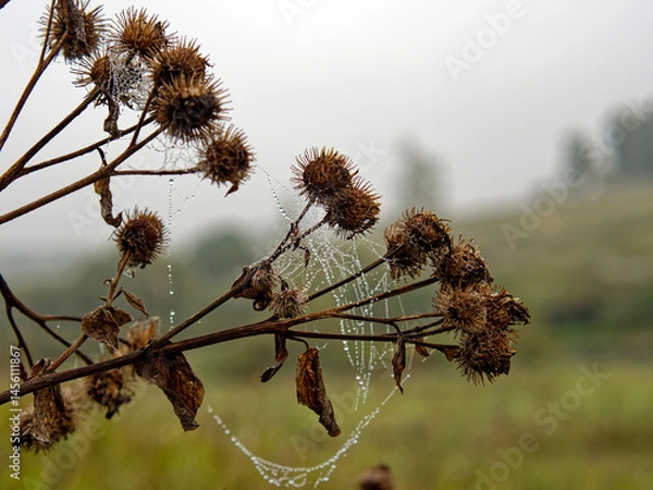 Obraz Web with water droplets on burdock