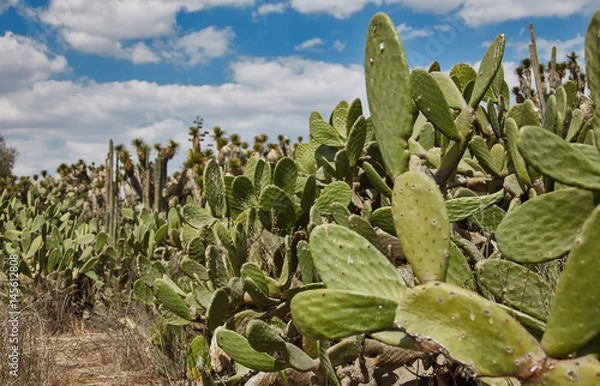 Obraz Cactuses under Mexican sky
