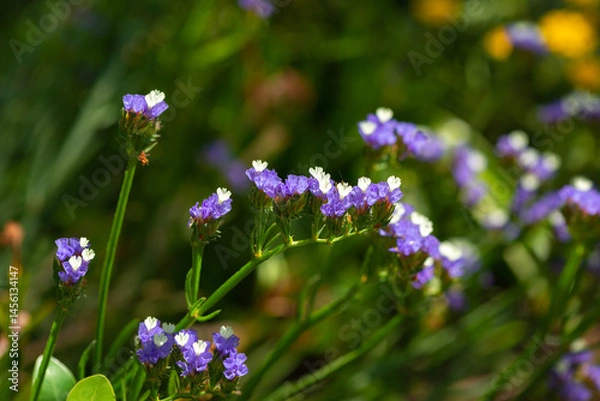 Fototapeta Purple and white Statice flowers in the garden, close-up with a blurred background.