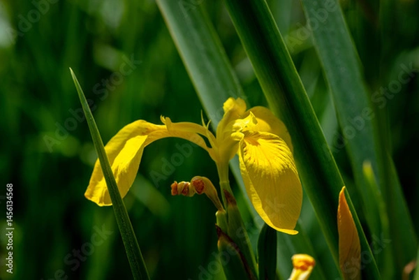 Fototapeta Iris pseudacorus yellow flag, yellow iris on banks of landscape. Yellow Iris pseudacorus flower on blurry dark green background. Selective focus. Close-up.