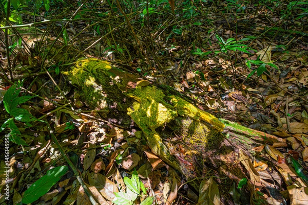 Fototapeta Yellow slime mold / mould (physarum sp) glowing on decay log in tropical rain forest