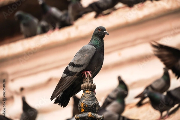 Obraz A flock of pigeons is pecking at grain food on the street in Kathesimbu Buddha Stupa, Kathmandu, Nepal.