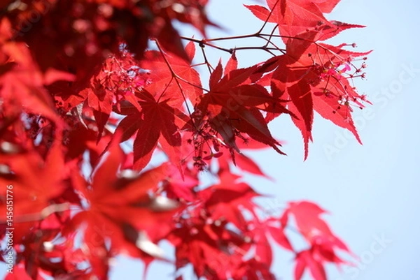 Obraz Vibrant Red Maple Leaves Against a Blue Sky