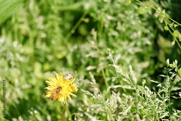 Obraz Honeybee on Yellow Wildflower in Sunny Meadow