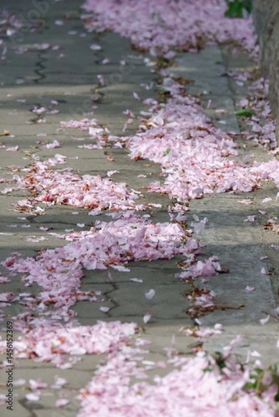 Obraz Delicate pink flower petals softly scattered against a weathered grey stone wall