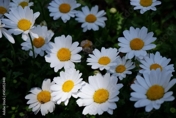 Obraz White Daisies in a Garden Sunlight and Shadows