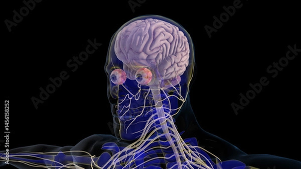 Obraz human brain central nervous system anatomy for medical concept 3D rendering