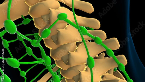 Obraz human lymph nodes anatomy for medical concept 3D rendering