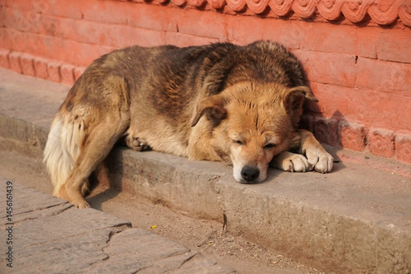 Obraz Adult dog is resting on the floor with sleepy face. International Dog Day Concept.