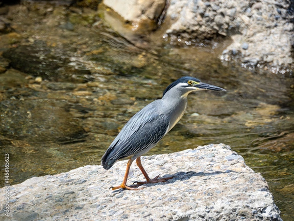 Fototapeta ササゴイ