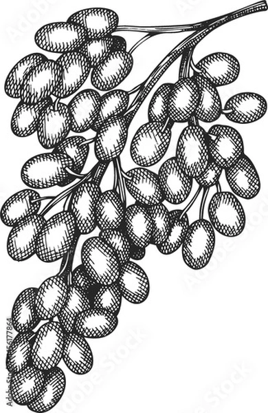 Obraz Hand Drawn Grape Illustration