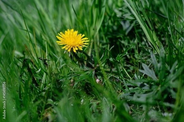 Obraz mniszek lekarski