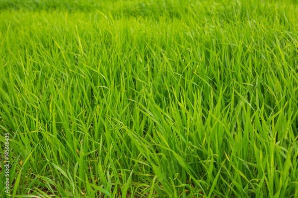 Fototapeta green grass texture