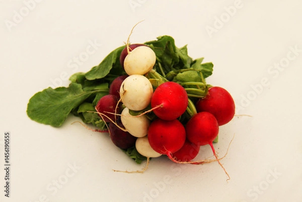 Fototapeta A Collection of Freshly Picked Red and White Radishes.