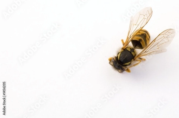 Obraz isolated bee