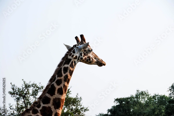 Obraz Giraffa