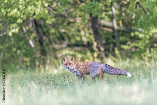 Obraz Red fox is posing in the morning meadow with green background. Horizontally. 