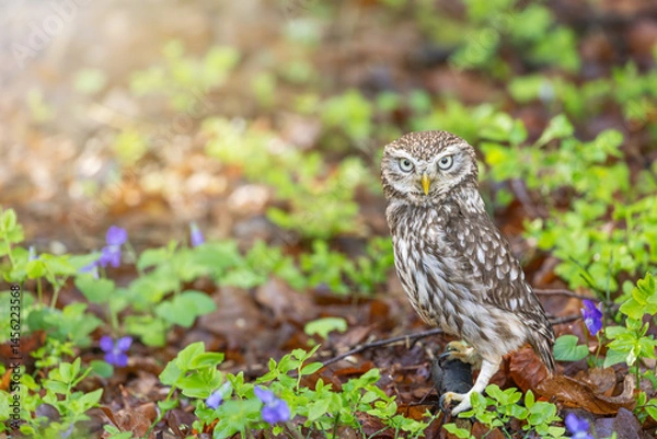 Obraz Little owl is posing in the forest next to purple-colored violet flowers. Horizontally. 