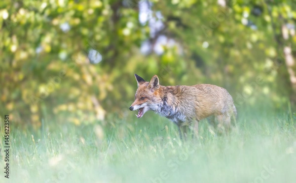 Obraz Young red fox portrait with green foreground and background. Horizontally. 