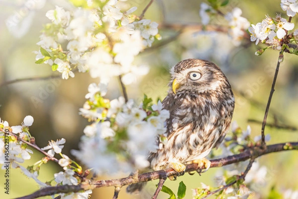 Obraz Portrait of little owl looking at the side sitting on a branch of a blossoming fruit tree. Horizontally.