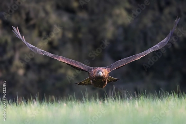 Obraz Golden eagle is flying low over the meadow. Horizontally. 