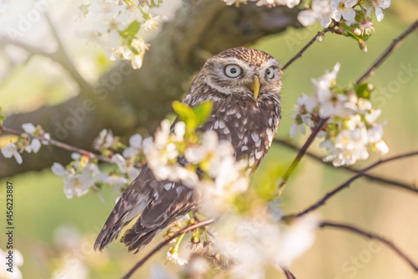 Obraz Closeup portrait of little owl sitting on a branch of a blossoming tree. Horizontally.