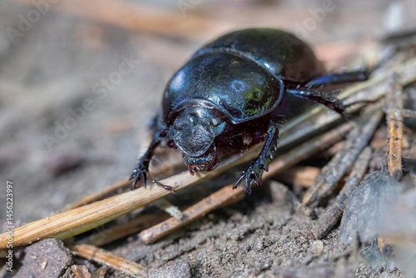 Obraz Woodland Dor Beetle. Closeup front view. (Anoplotrupes stercorosus). Horizontally. 