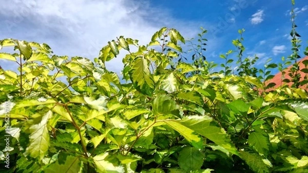 Fototapeta A vibrant image showcasing a hedge of lush green and yellow variegated foliage against a bright blue sky with scattered clouds. The sunlight illuminates the leaves, highlighting their texture