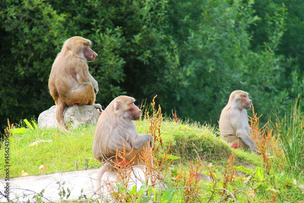 Fototapeta A Group of Three Hamadryas Baboon Monkey Animals.