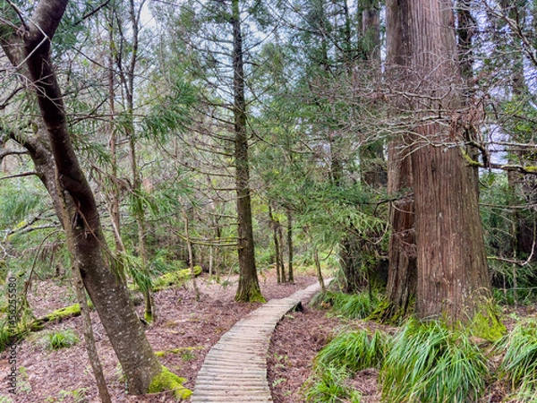 Obraz broadleaf and pine forest on the slopes of Table Mountain