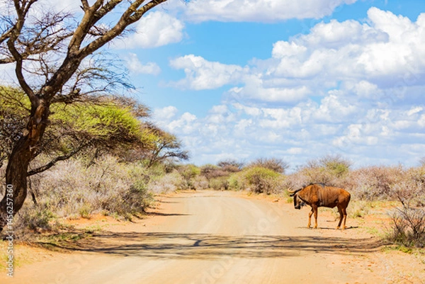 Obraz View of wildlife animals in game reserve on safari