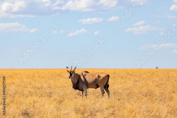 Obraz View of wildlife animals in game reserve on safari
