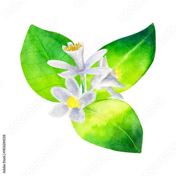 Fototapeta Watercolor composition of a lemon tree flowers with leaves isolated on a white background.